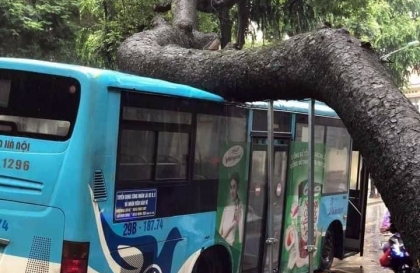 Hà Nội: Trời mưa nhiều, xà cừ bật gốc đè trúng xe buýt 